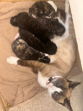 Gorgeous Calico Kittens