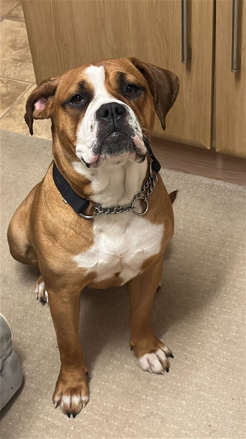 X Boxer female