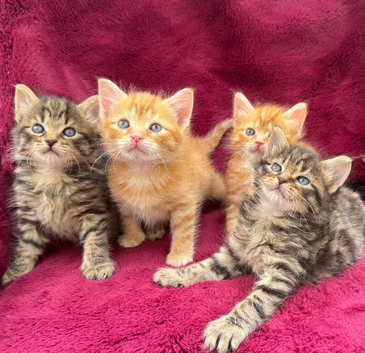Beautiful long haired kittens &zwj;READY 05/07