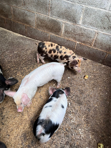 3 mini piglets, ready to go
