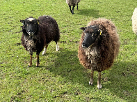 Selling 2 Shetland Gimmers