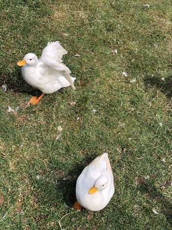 Two male call ducks one male one female Khaki camber