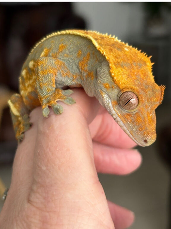 Pinstripe crested gecko