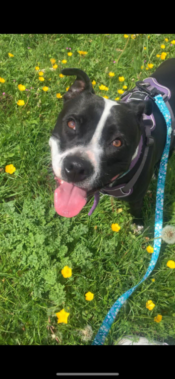 Solo dog walks Leicester