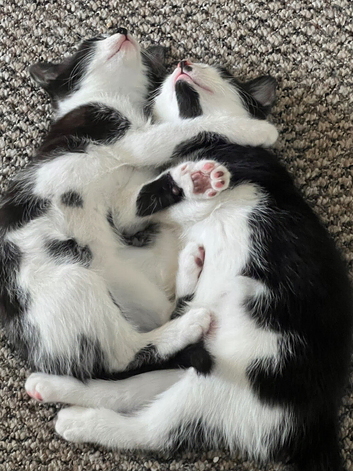 2 Cute Kittens looking for new home