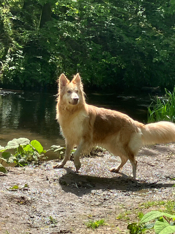 Kc female GSD