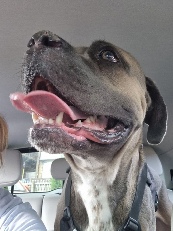 Cane corsa