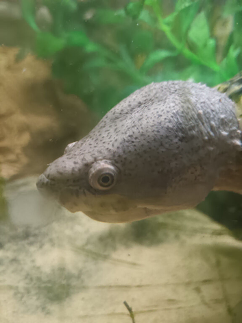 Razot back musk turtle (adult)