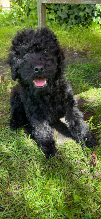 Reduced  Miniature labradoodle cockapoo x bedlington terrier