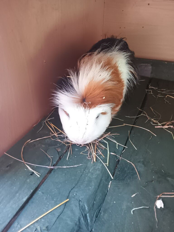 Male guinea pig