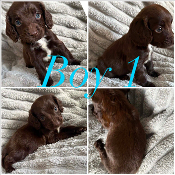 Stunning cockapoo pups 4 left