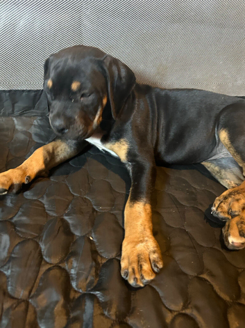 13 week old puppies for sale ridgeback mastiff
