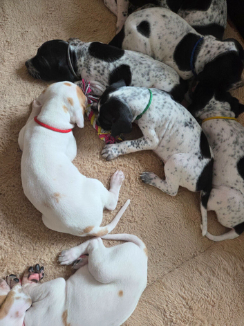 Black and white English pointer pups