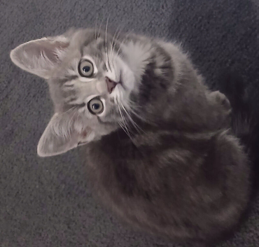 Kitten 4 sale