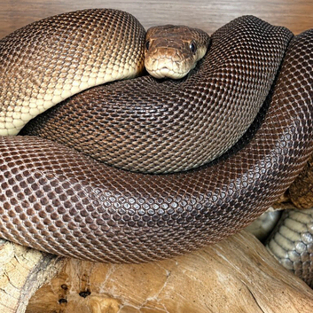 Olive python