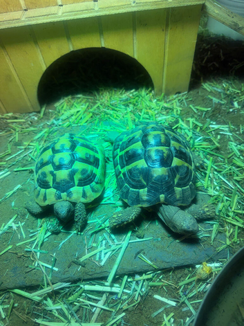2 herman tortoises