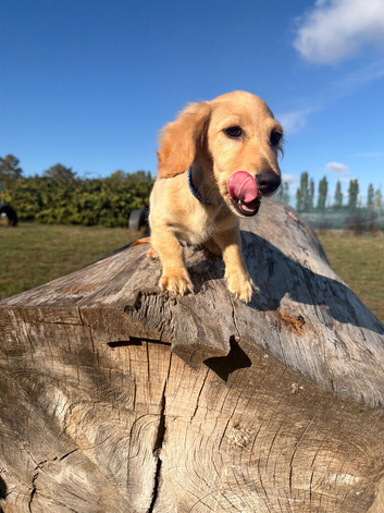 Longhaired Cream Miniature Dachshund