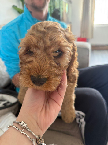 Cockapoo puppies