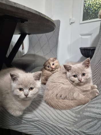 Scottish fold female