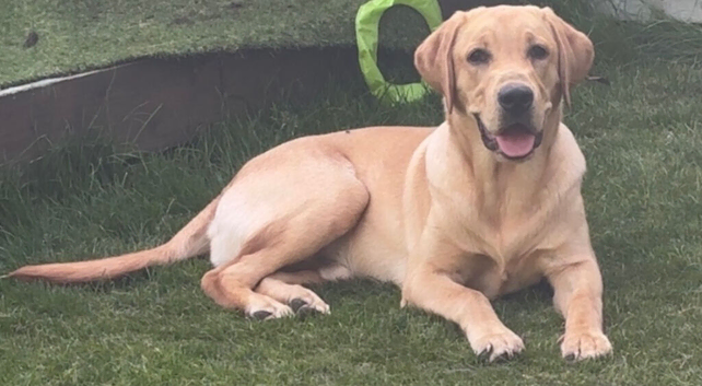Eight month old male Labrador pup