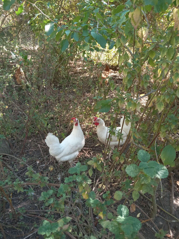 Leghorn point of lay hens