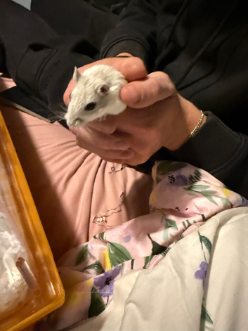 Pair of male gerbils for sale