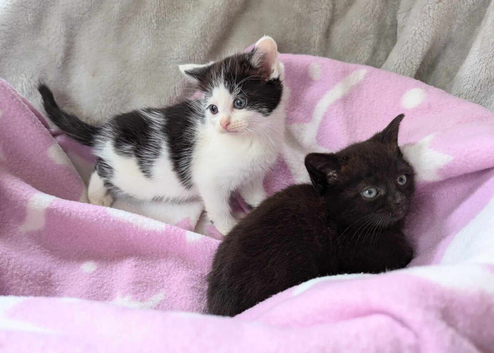 Kittens looking for a loving home