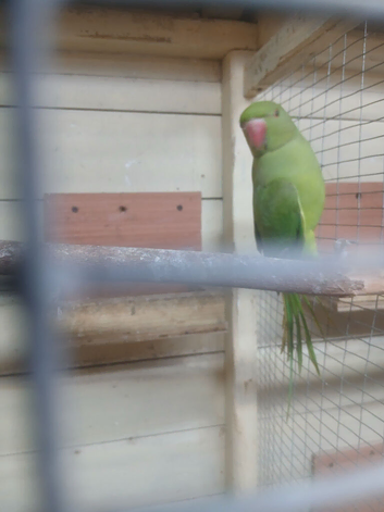 Hen ringneck