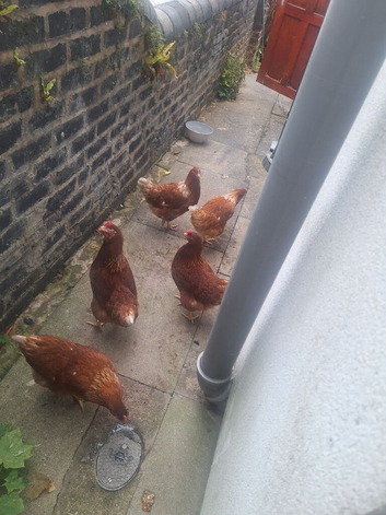Chicken