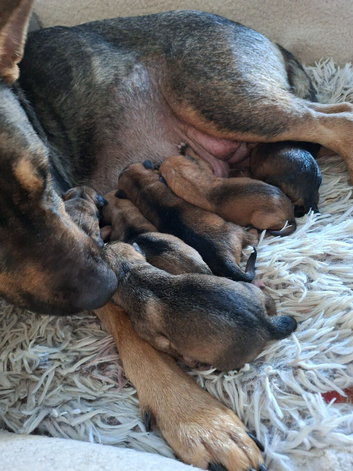 German Shepherd x Pocket Bullies