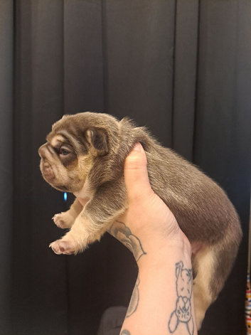 French bulldog puppys