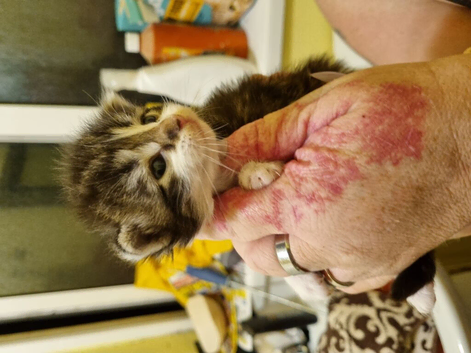 1 male kitten's 10 weeks old
