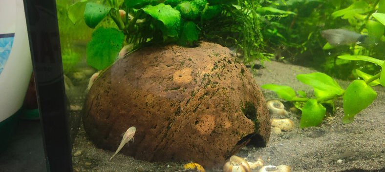 Albino baby plecos