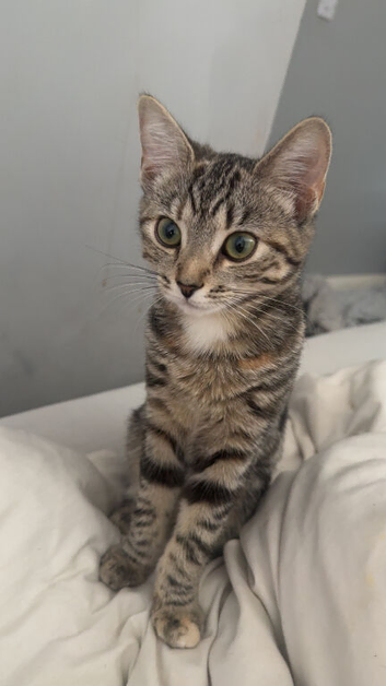 tabby kitten