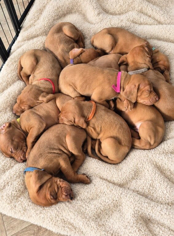 Hungarian Wirehaired Vizsla Puppies
