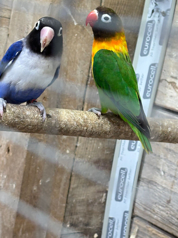 Semi tame lovebirds