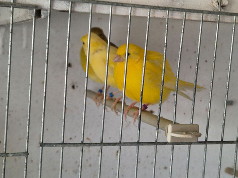 Canaries
