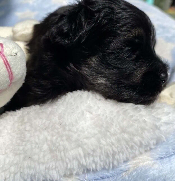 F1 Maltipoo boy