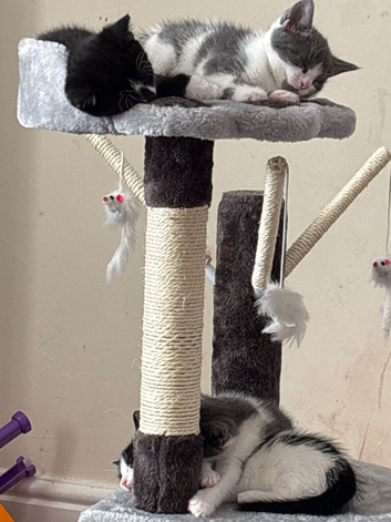 Kittens
