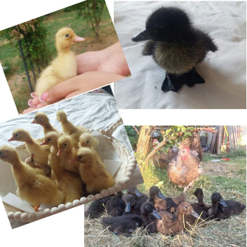 Cayuga Duck & Cherry Valley Duck Hatching Eggs
