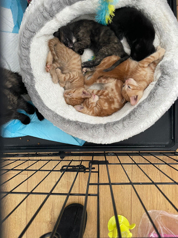 5 kittens for sale