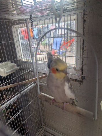 Pair of cockatiels