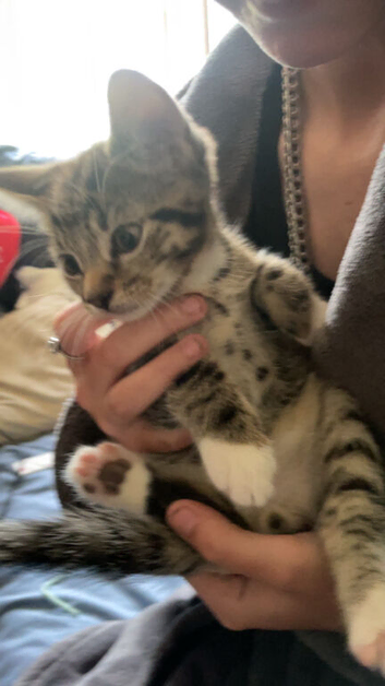 Two kittens avalible 10 week old