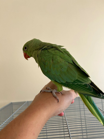Baby hand reared Ringnecks parakeets
