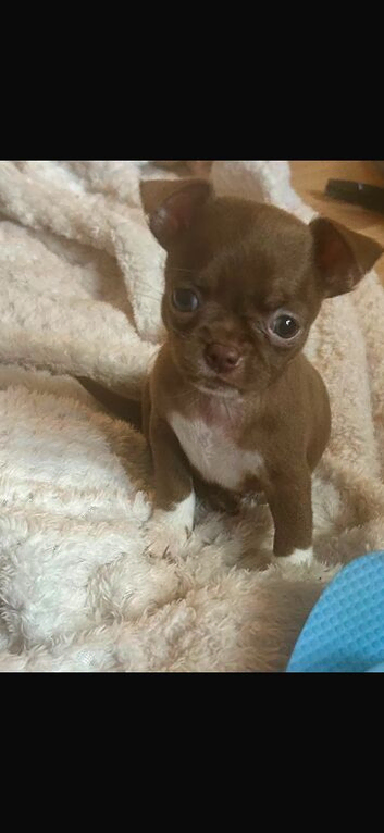Pedigree Chihuahua pups