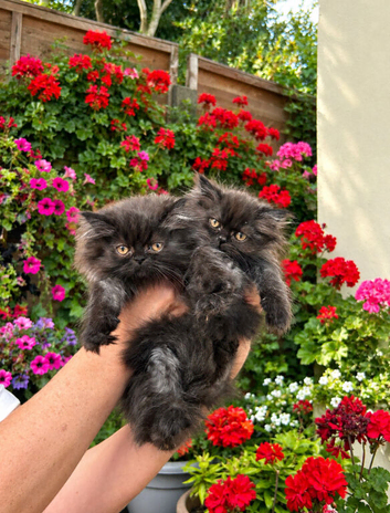 Persian kittens in Barking