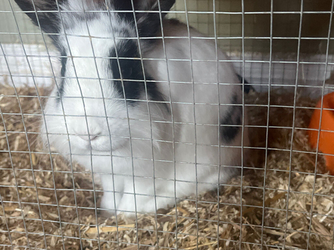 2 lion head x dwarf