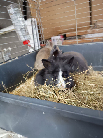 Baby bunny for sale