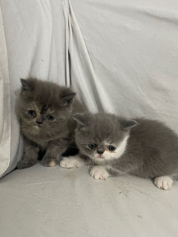 Persian kittens