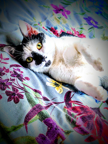 female cat needing to be rehomed asap
